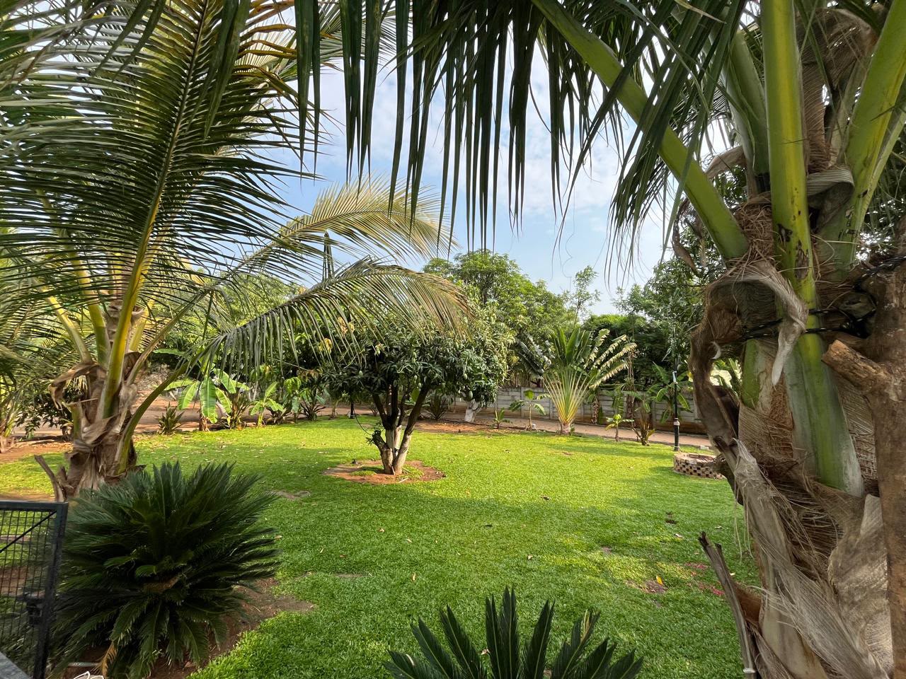 Tropical Palm Garden